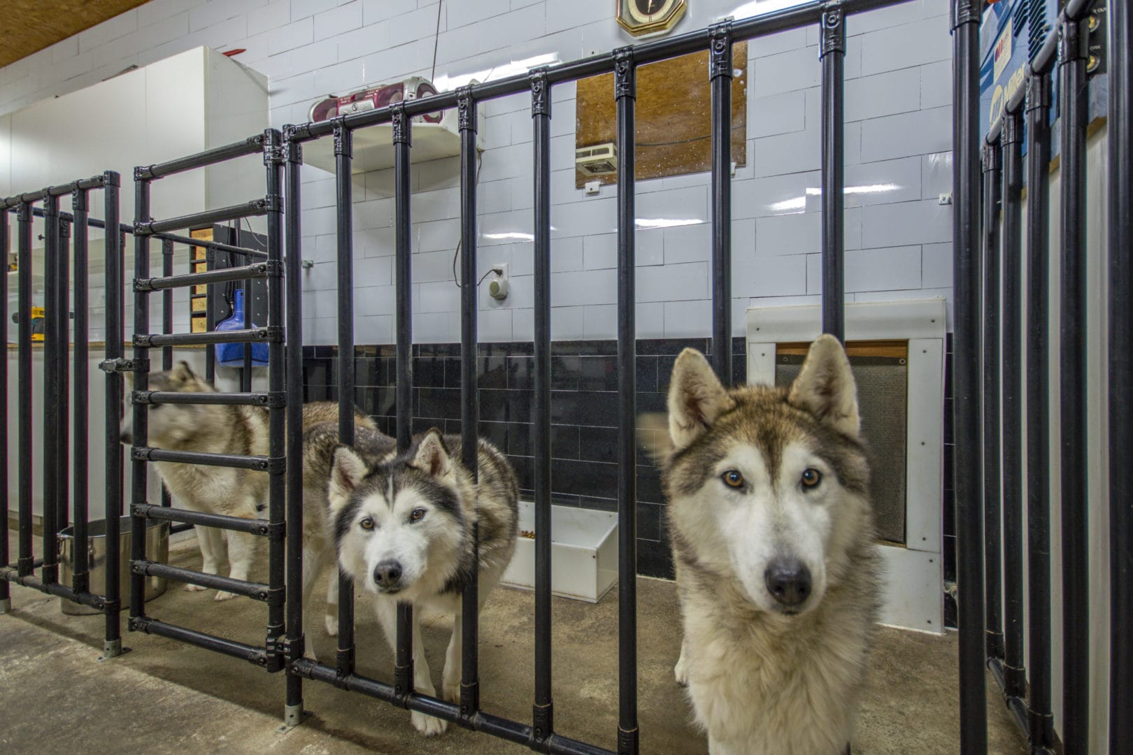 Best fence clearance for husky