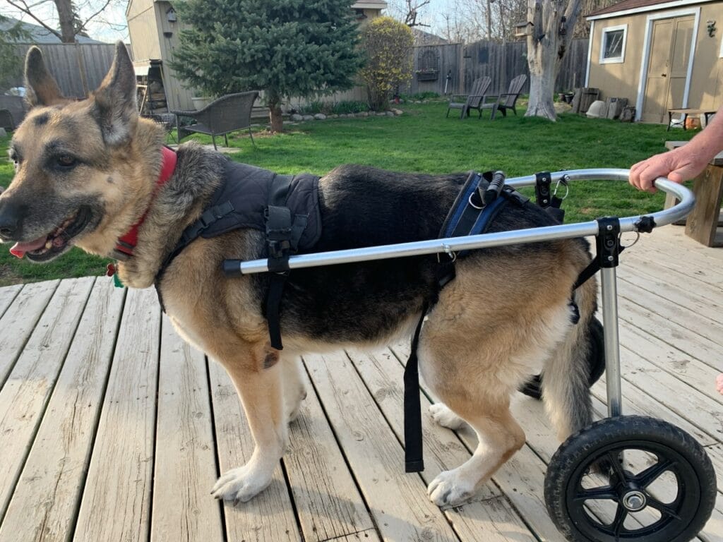 DIY dog wheelchair