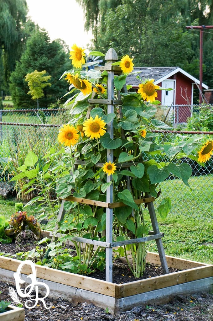 DIY garden trellis ideas