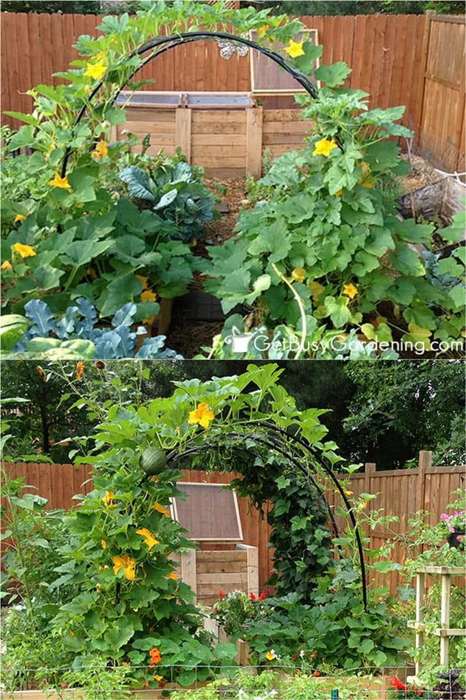 DIY garden trellis ideas