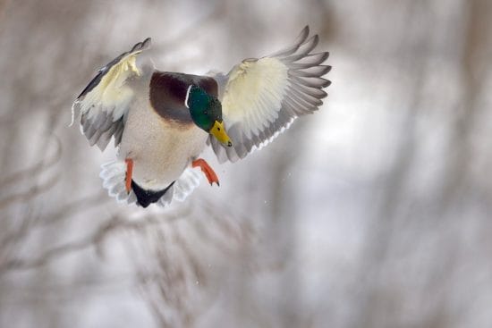 chasse au  canard