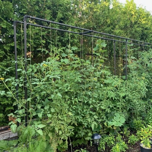 S'aménager un espace pour plantes grimpantes avec du fer à béton et  treillis soudé - passeur de plantes