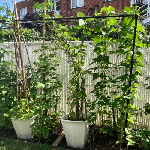 garden trellis idea
