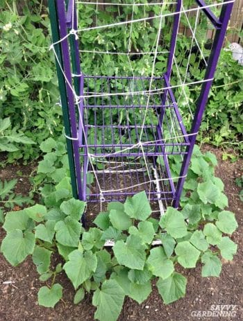 tower cucumber trellis
