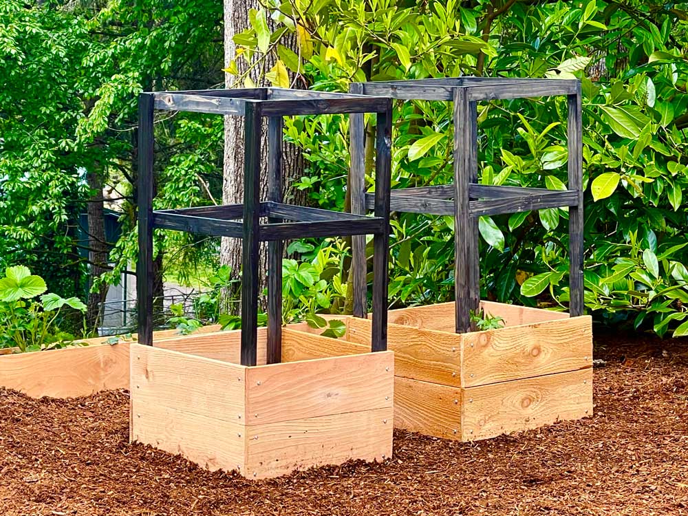 tomato plant on a trellis