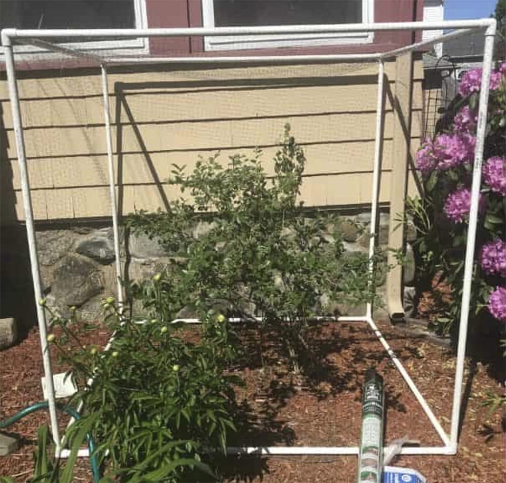 DIY garden cage
